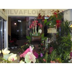 Online florist in Patra