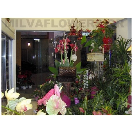 Online florist in Patra