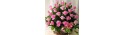 Flowerbasket 30 pink Roses - Florist Patras city