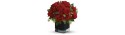 Red roses in vase - Delivery Patras city