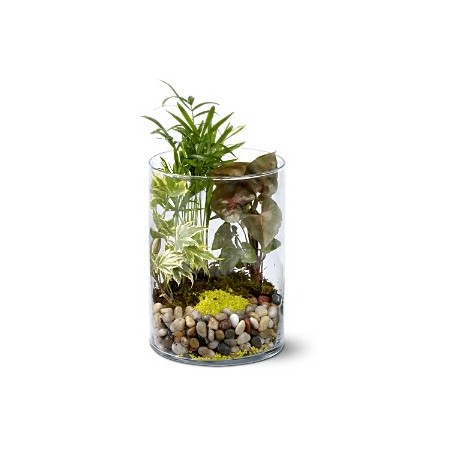 Small Garden in vase - Delivery Patras city