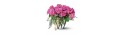 Vase 11 pink roses - Delivery Patras city