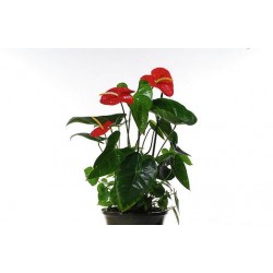 Anthurium Small - Delivery Patras city