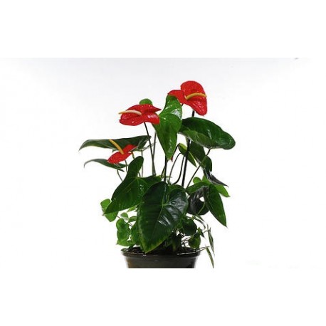 Anthurium Small - Delivery Patras city