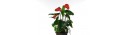 Anthurium Small - Delivery Patras city