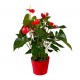 Anthurium medium - Delivery Patras city