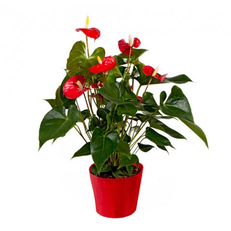 Anthurium medium - Delivery Patras city