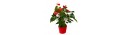 Anthurium medium - Delivery Patras city