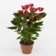 Anthurium medium - Delivery Patras city