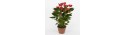 Anthurium big - Delivery Patras city