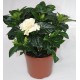 Small Gardenia - Delivery Patras city