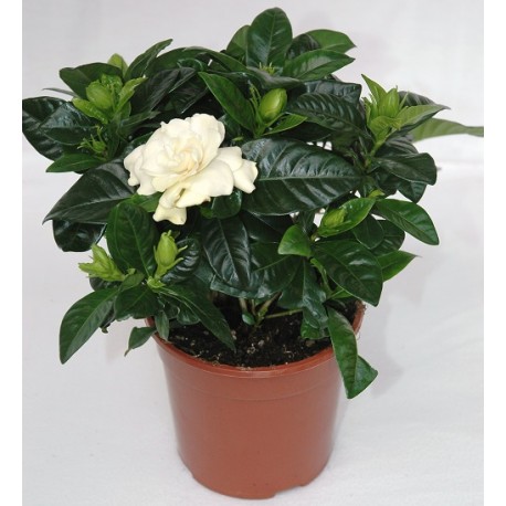 Small Gardenia - Delivery Patras city - Milva Flowers!