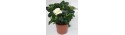 Small Gardenia - Delivery Patras city