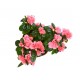 Azalea plant - Delivery Patras city