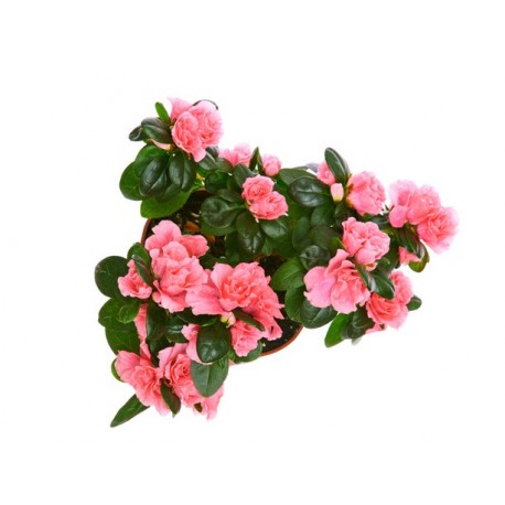 Azalea plant - Delivery Patras city