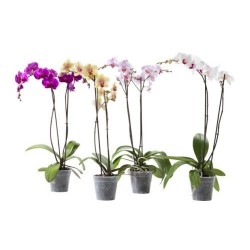Orchid Phalaenopsis plant - Delivery Patras city