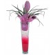 Tillandsia in vase  - Delivery Patras city