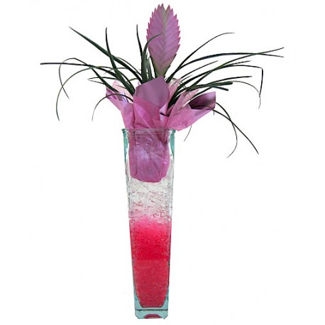 Tillandsia in vase  - Delivery Patras city