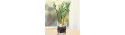 Bamboo in vase  - Delivery Patras city