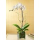 Orchid Falenopsis in vase  - Delivery Patras city