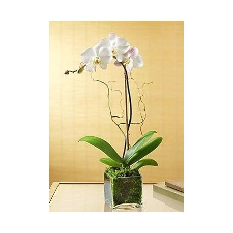 Orchid Falenopsis in vase  - Delivery Patras city