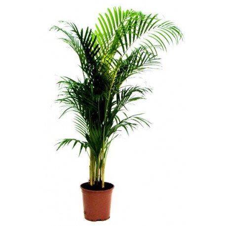 Areca plant  - Delivery Patras city