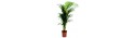 Areca plant  - Delivery Patras city