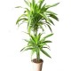 Lemon Lime Dracaena plant  - Delivery Patras city