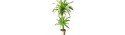 Lemon Lime Dracaena plant  - Delivery Patras city