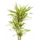 Big Lemon Lime Dracaena plant  - Delivery Patras city