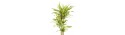 Big Lemon Lime Dracaena plant  - Delivery Patras city