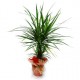 Dracaena plant  - Delivery Patras city