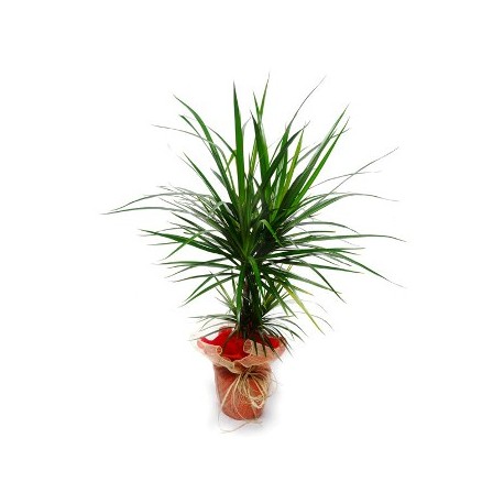 Dracaena plant  - Delivery Patras city