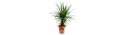 Dracaena plant  - Delivery Patras city