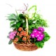 Zamioculcas in basket - Delivery Patras city