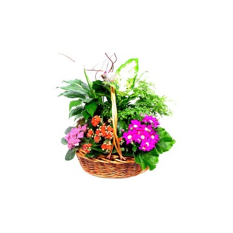 Zamioculcas in basket - Delivery Patras city