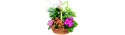Καλαθι με πολυχρωμα φυτα - Τιμη ανθοπωλειου Πατρας