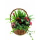 Zamioculcas in basket - Delivery Patras city