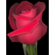Red rose - Only for Patras city
