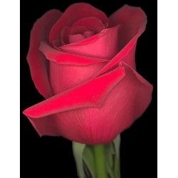 Κοκκινα τριανταφυλλα - Τιμη ανθοπωλειου Πατρας