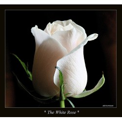 Λευκα τριανταφυλλα - Τιμη ανθοπωλειου Πατρας