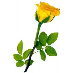 Κιτρινα τριανταφυλλα - Τιμη ανθοπωλειου Πατρας