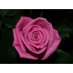 Ροζ τριανταφυλλα - Τιμη ανθοπωλειου Πατρας