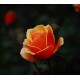 Orange roses - Only for Patras city