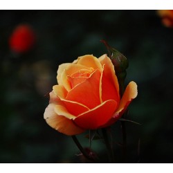 Πορτοκαλι τριανταφυλλα - Τιμη ανθοπωλειου Πατρας