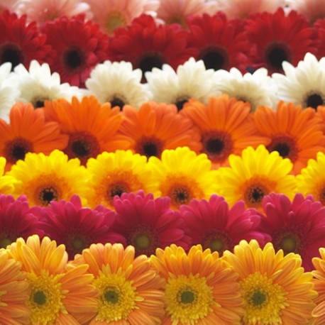 Mixed Gerbera   - Only for Patras city