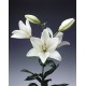 White lIlies - Only for Patras city