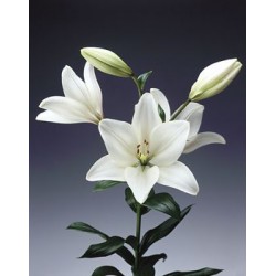 White lIlies - Only for Patras city