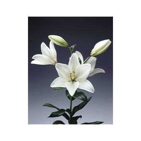 White lIlies - Only for Patras city