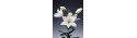 White lIlies - Only for Patras city